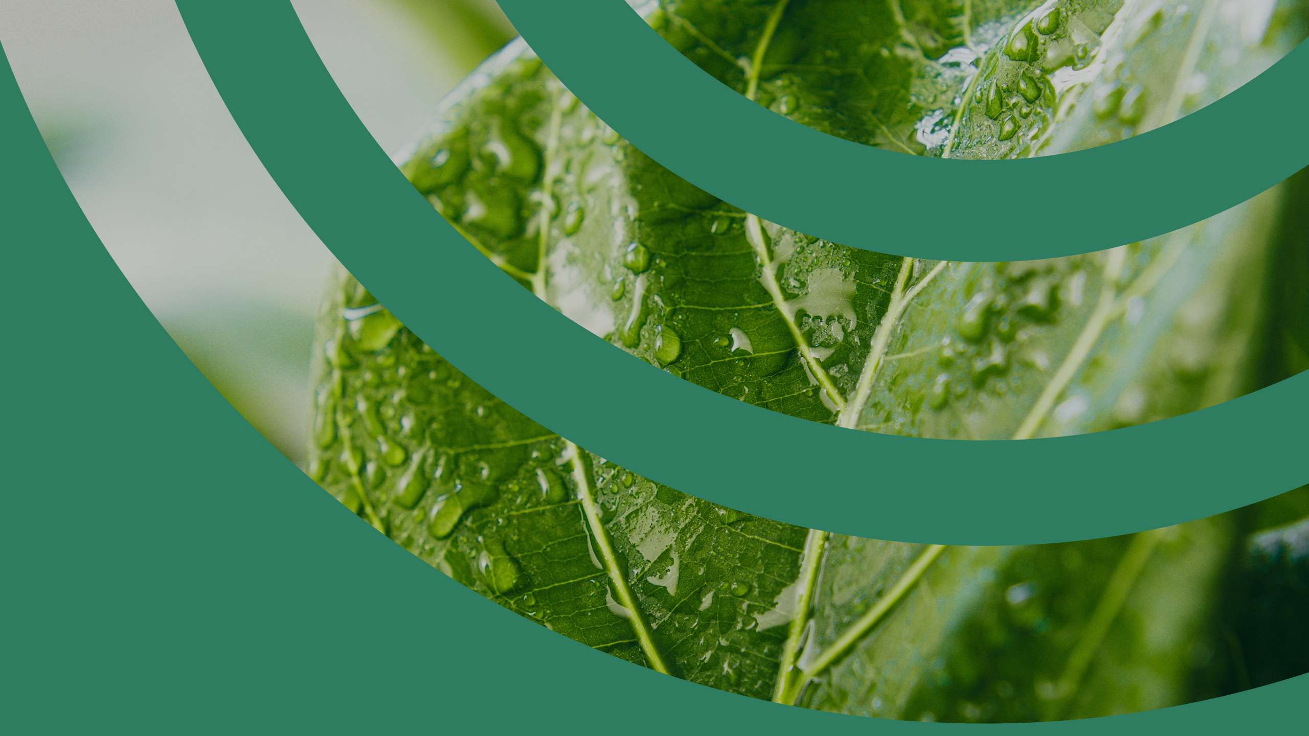 A close-up of a wet spinach leaf. There is a green ring-shaped pattern overlaying the picture.