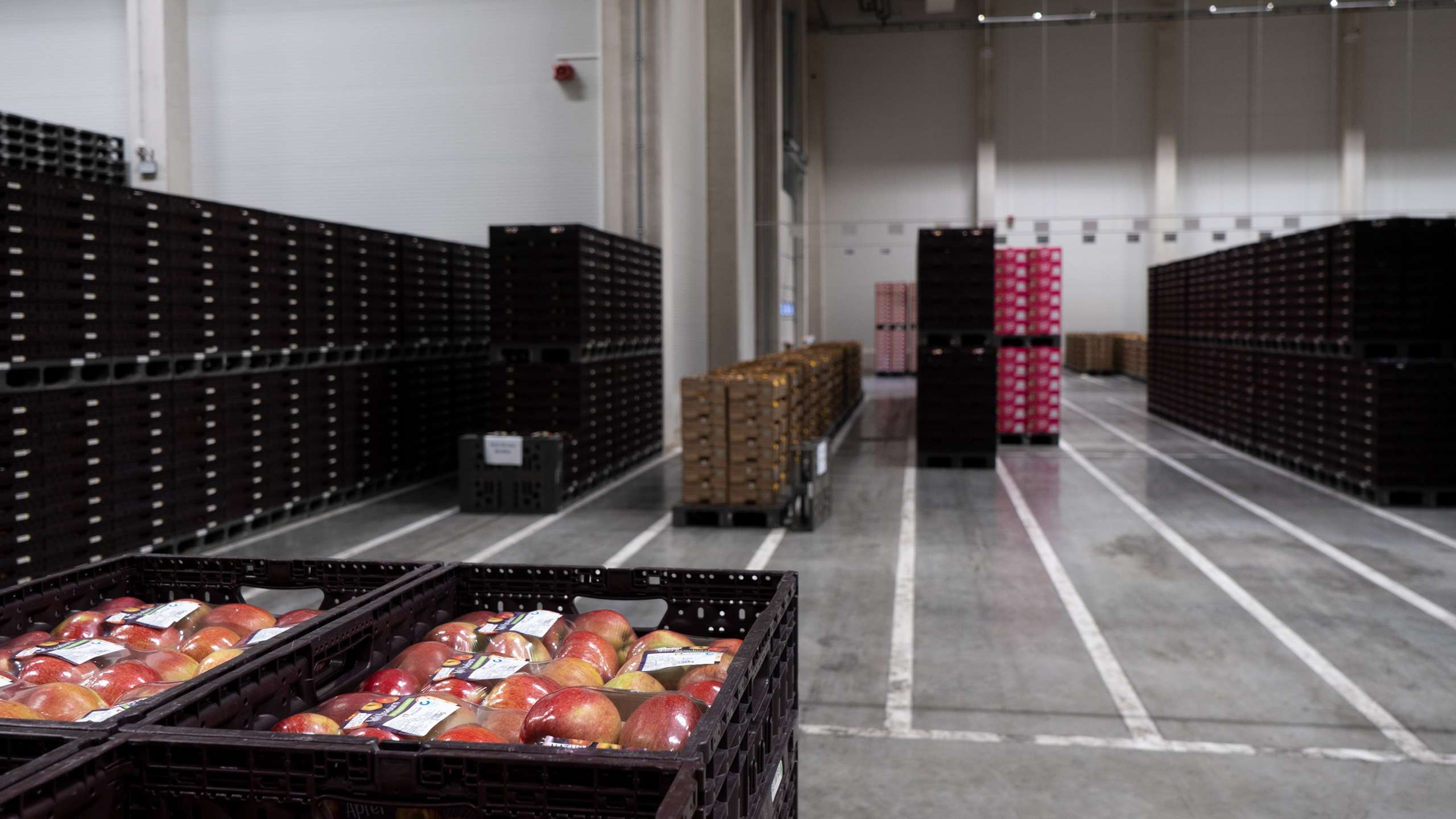 In gestapelten schwarzen Kunststoff-Kisten liegen frische, rot-gelbe Äpfel. In der Lagerhalle stehen dutzende dieser Kisten.