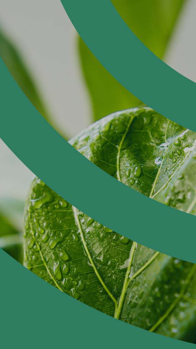 A close-up of a wet spinach leaf. There is a green ring-shaped pattern overlaying the picture.