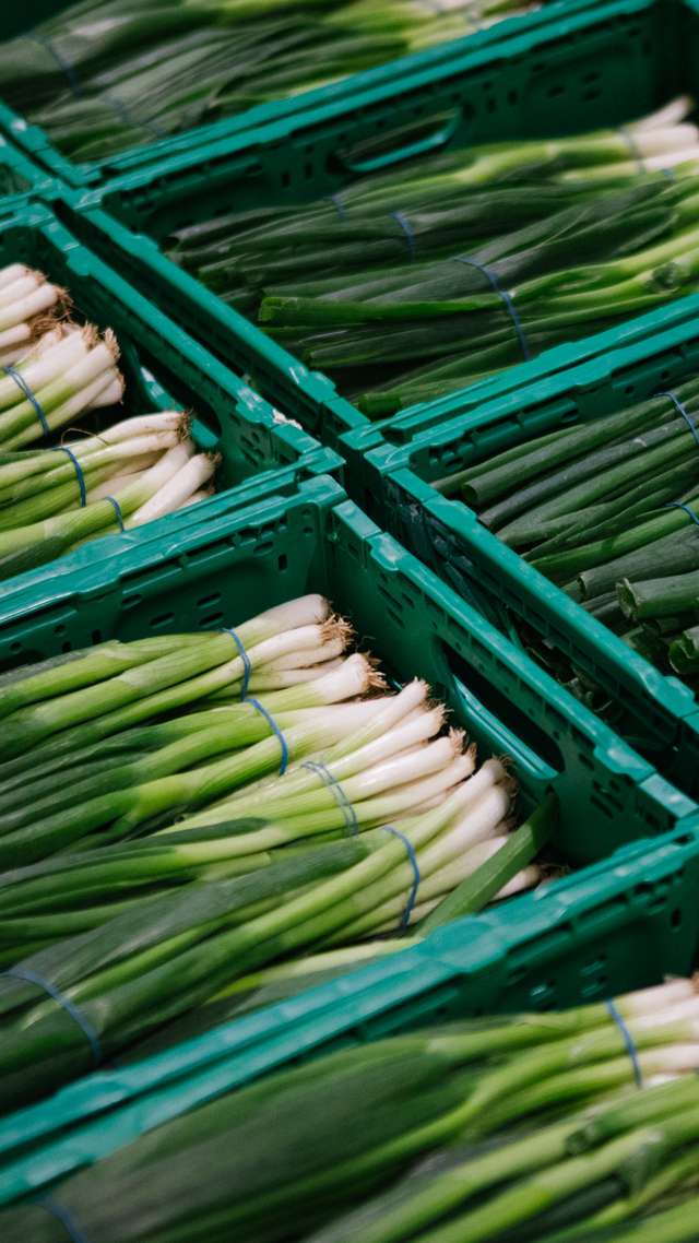 Several green plastic boxes with fresh spring onions tied in bundles.