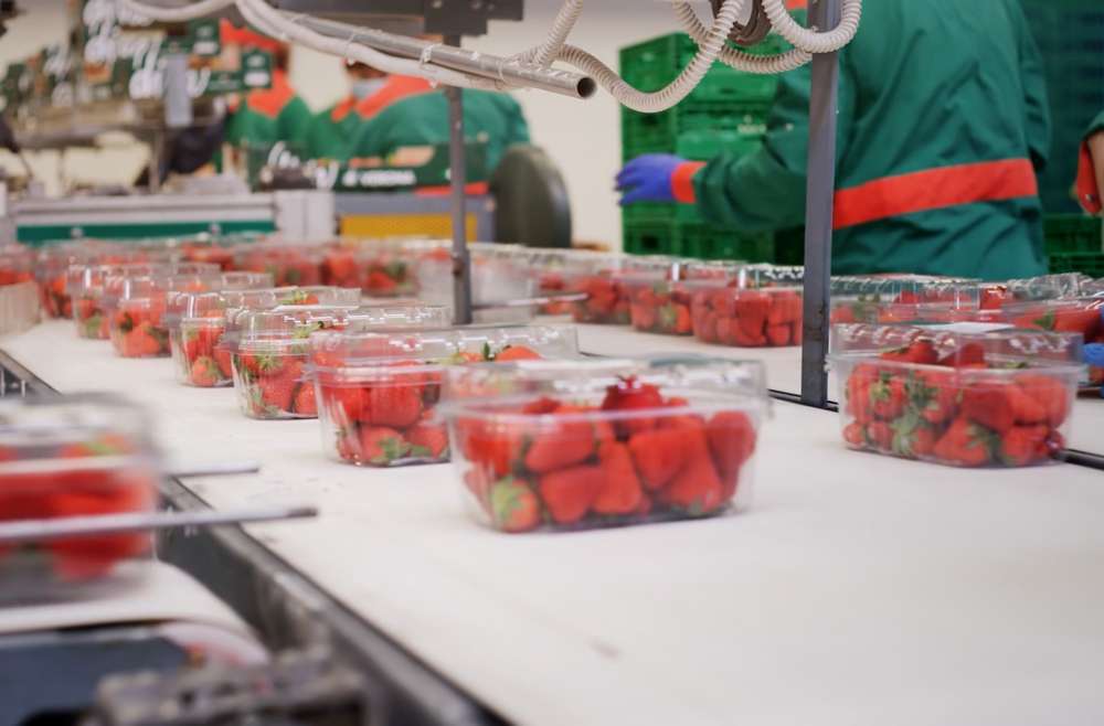 Rote Erdbeeren in Kunststoffverpackungen laufen auf einem Fließband in Reihe an Arbeitern mit grünen Anzügen und blauen Gummihandschuhen vorbei.