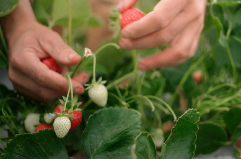Zwei Hände pflücken rote Erdbeeren von einem grünen Strauch. An dem Strauch hängen sowohl rote wie auch weiße, unreife Erdbeeren.